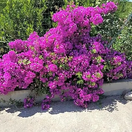 Su Tintillu Panzió